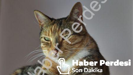 Yüksek İndlere Sahip Psişik Kişilerin Görüşleri – Sıradışı Yollar ()